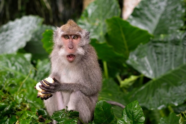 Young Macaque Monkey eat on background of green leaves