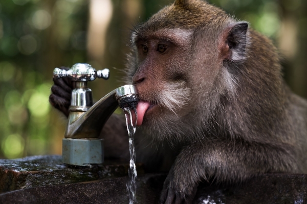 Monkey Drinking