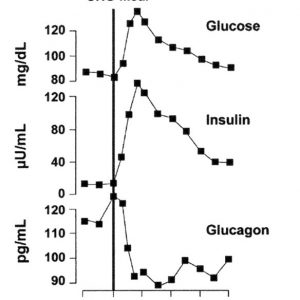 Relationship between Insulin and Glucagon