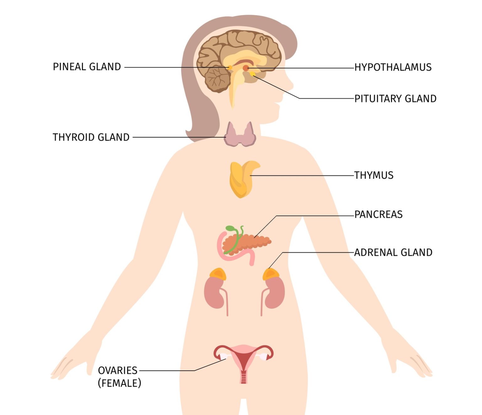 The endocrine system