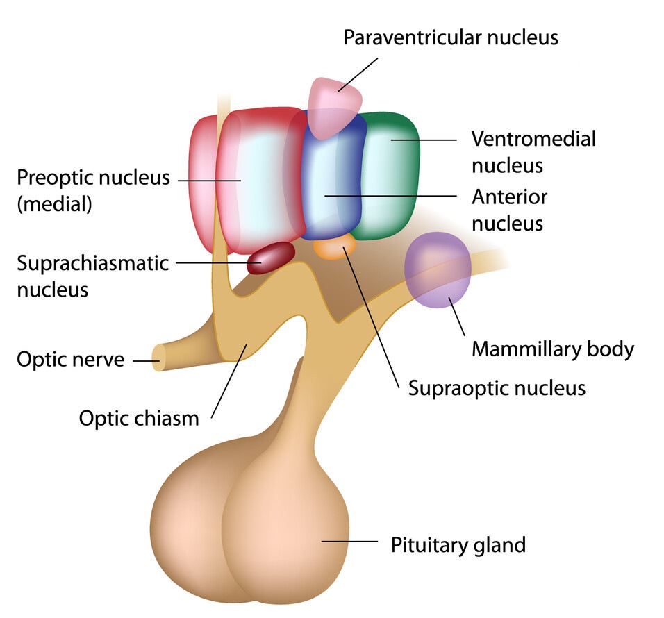 The hypothalamus