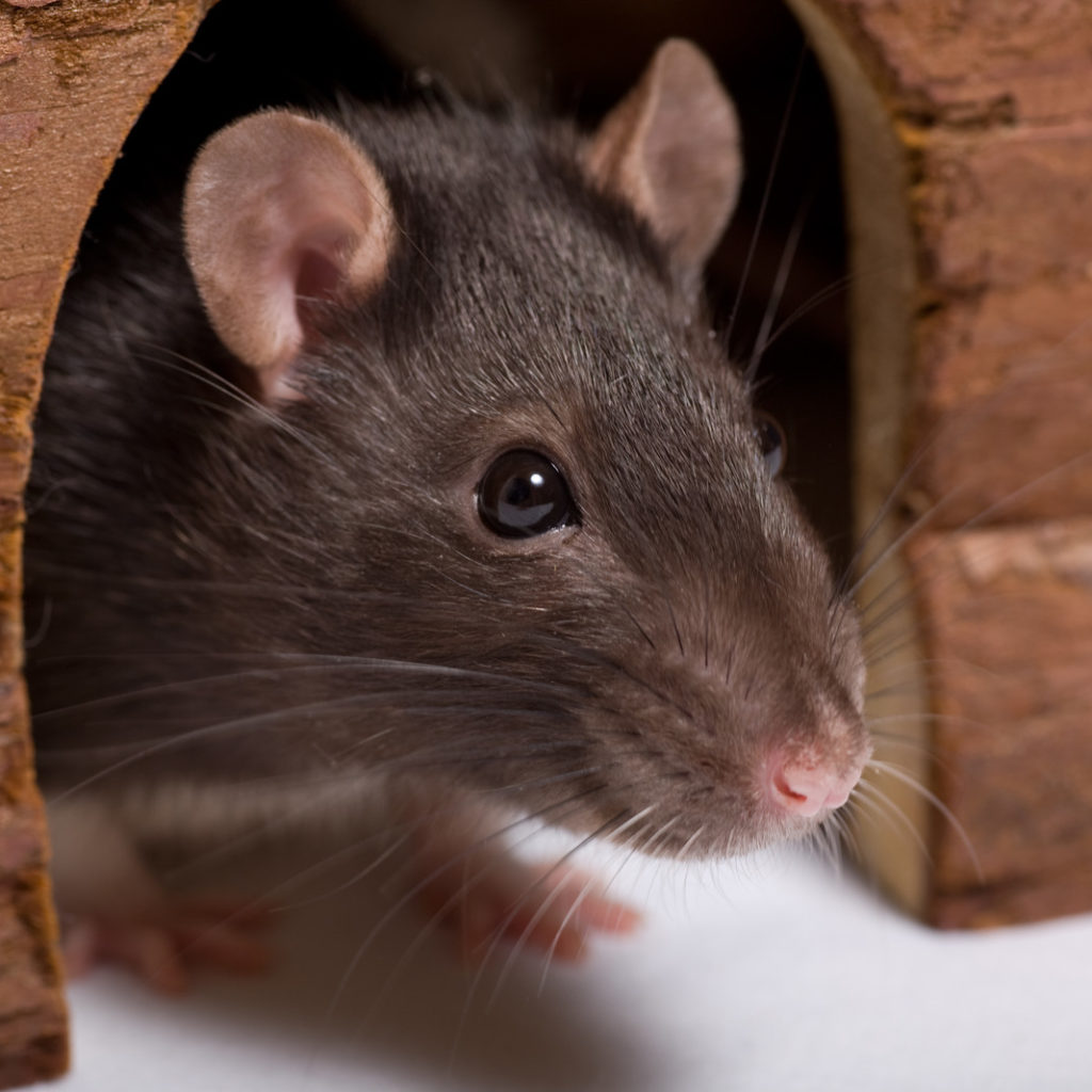 Rat looking from a wall hole