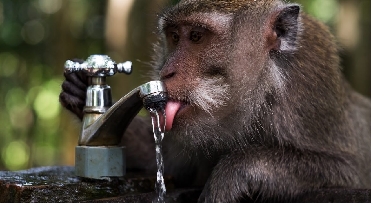 Monkey Drinking