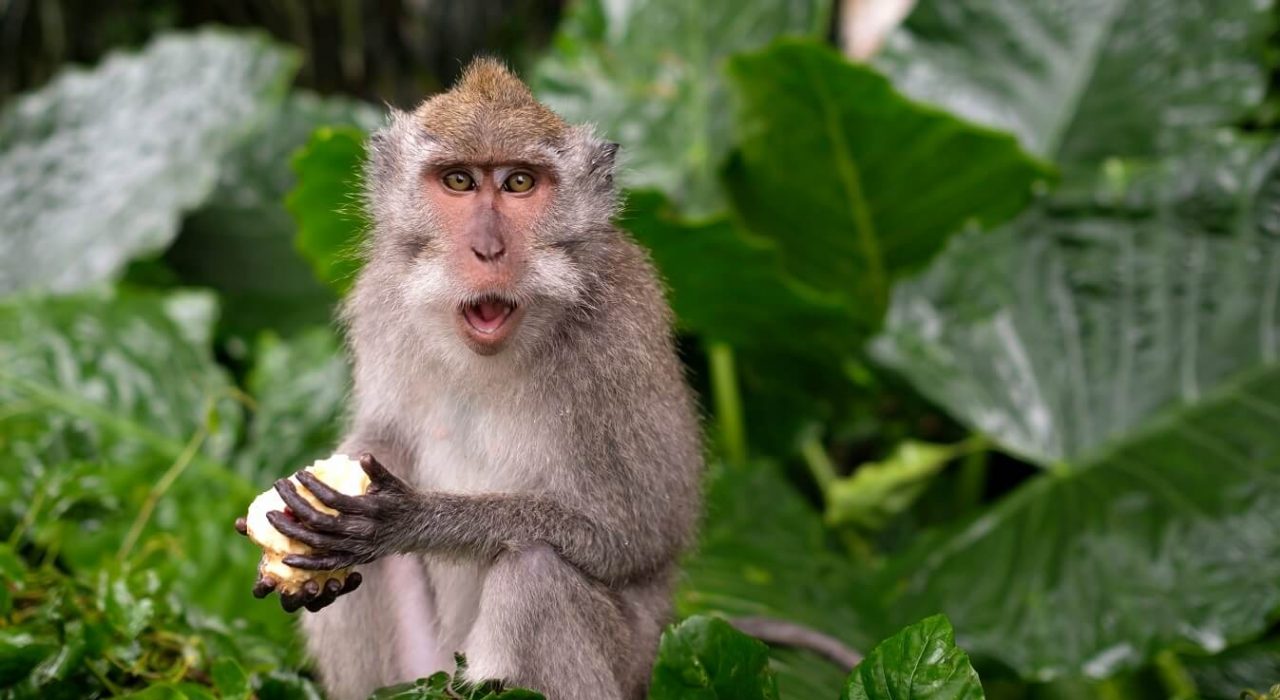 Young Macaque Monkey eat on background of green leaves